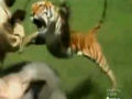 O assustador ataque de um tigre