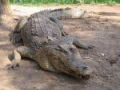 Crocodilo que comeu mais de 300 pessoas é perdoado