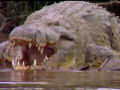 Vídeo do crocodilo Gustave