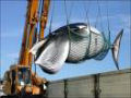 A caça e a comercialização ilegal de baleias no Japão