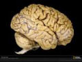 O cérebro humano, esse desconhecido