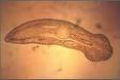 Cientistas descobrem o gene que permite aos vermes regenerar suas cabeças