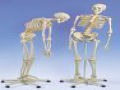 O esqueleto humano em números
