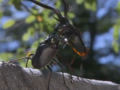 Escaravelho de Darwin, um tremendo mau caráter