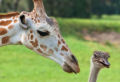 É o amor! O inesperado namoro entre uma girafa e um avestruz