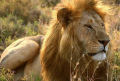 Singularidades extraordinárias de animais ordinários: o leão
