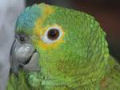 Singularidades extraordinárias de animais ordinários: o papagaio