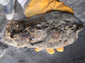 O sapato mais antigo da Eurásia