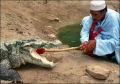 Festival religioso do crocodilo no Paquistão