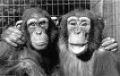 Você é um chimpanzé ou um bonobo?