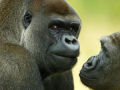 Os gorilas também brincam de pega-pega