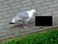 Uma gaivota com fome