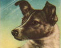 Laika, uma cadela de primeira e uma humanidade de segunda...