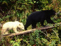 Singularidades ordinárias de um animal extraordinário: Urso negro de cor branca