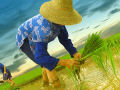 Mudança climática diminui produção de arroz 