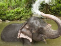 Quanta água o elefante pode jogar pela tromba?