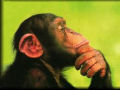 Observam chimpanzés selvagens desmontando armadilhas