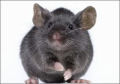 Singularidades extraordinárias de animais ordinários: o rato