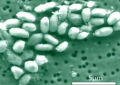 Bactéria do arsênico é questionada pela comunidade científica
