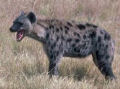 Singularidades extraordinárias de animais ordinários: a hiena