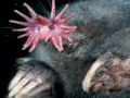 Singularidades extraordinárias de animais ordinários: a toupeira