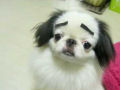 Um cãozinho com sobrancelhas
