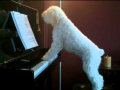 Um cãozinho pianista e cantor