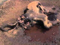Elefante: vida após a morte