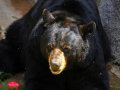 Hibernação de ursos poderia ter o segredo para longas viagens espaciais