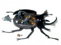 Micromachina, as esculturas feitas com insetos de Scott Bain