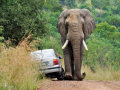 Safári + elefante irado = baita susto