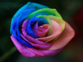 A rosa arco-íris (4 fotos)