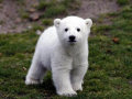 A vida e morte de Knut, o urso polar (32 fotos)
