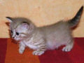 Munchkin, os gatos salsicha (12 fotos)