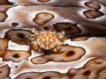 A arte do mimetismo e da camuflagem da fauna marinha