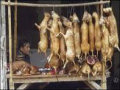 500 cães são salvos de virarem churrasquinho na China