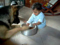 Bebê e cão brigando pela comida