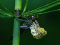 Fascinante sequência de uma libélula saindo de seu exoesqueleto