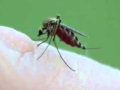 A volúpia e paixão na picada de mosquito