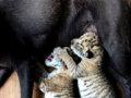 Os animais são demais: cadelinha adota dois filhotes de ligres