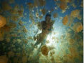 Natação entre milhares de medusas