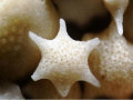 Grãos de areia ao microscópio (12 fotos)