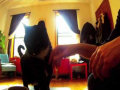 Diários de um gato: O primeiro filmado por gatos!