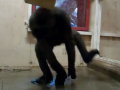Zola, o gorila que dança breakdance