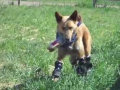 Primeiro cão do mundo que usa prótese nas quatro patas