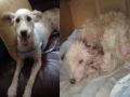 Antes e depois de animais adotados 2