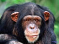 Chimpanzés em cativeiro mostram trastornos mentais