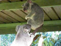 Briga entre coalas