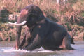 Elefante Africano x Asiático
