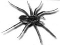 Singularidades extraordinárias de animais ordinários: a aranha